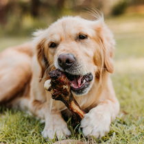 Dog teeth grinding Air-dried snacks Australian wag Kangaroo ribs bullwhip Sheep horns antlers Sheep hooves Teeth bone tail