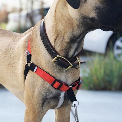 Pet dog outdoor chest strap Wildebeest explosion-proof cold - proof Condura designer traction collar