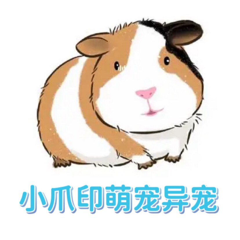 小爪印萌宠荷兰猪龙猫兔
