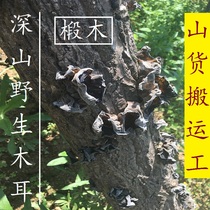 Black fungus premium autumn ear Winter ear Cloud ear Wild Basswood wild fungus farm-produced 250g wild