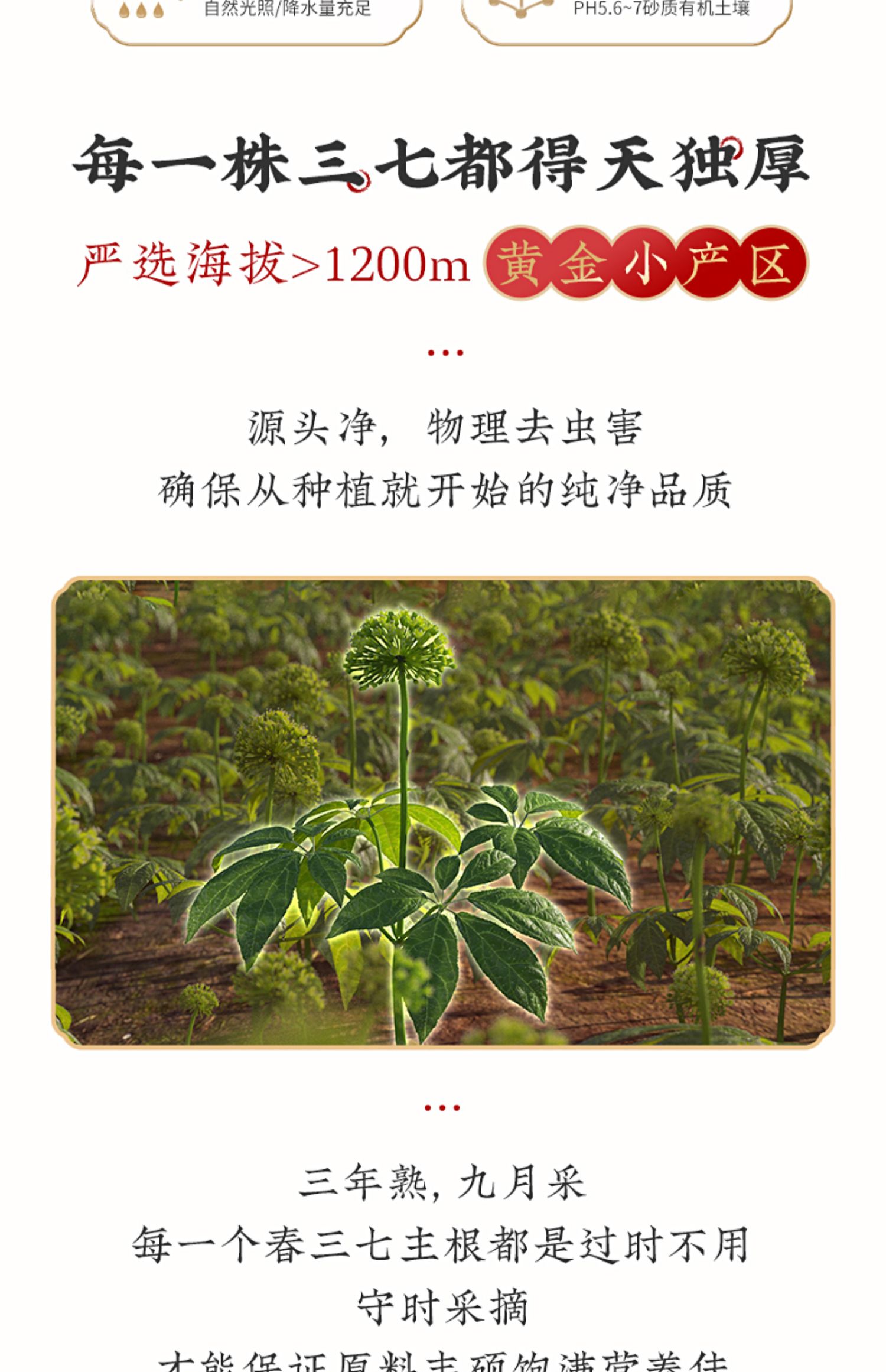 【多送1盒】云三七三七超细粉100g*3罐