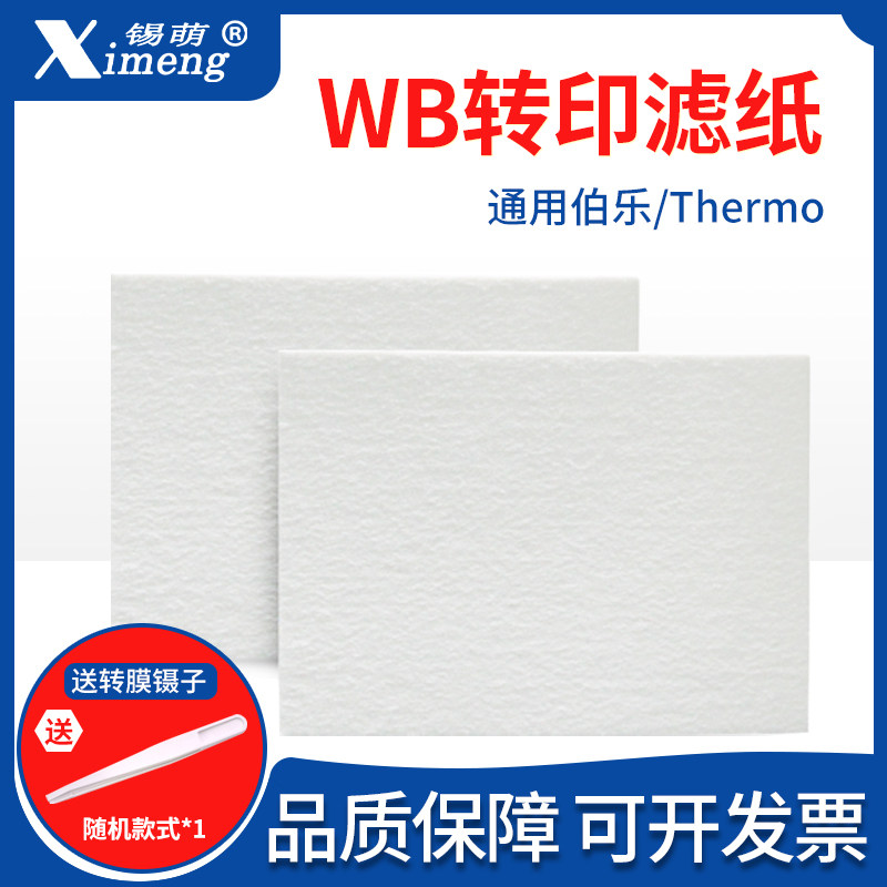 WB滤纸Western转印转膜湿转滤纸适用伯乐/天能/六一/Thermo转印槽