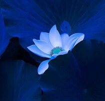 Seasonal fresh flower dew year round without mentioning oil 1:1 fidelity supports fake compensation blue lotus turmeric tea tree