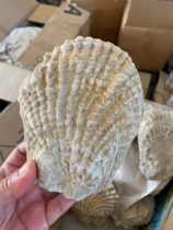 Oyster fossil specimen origin of Morocco huge size teaching specimen