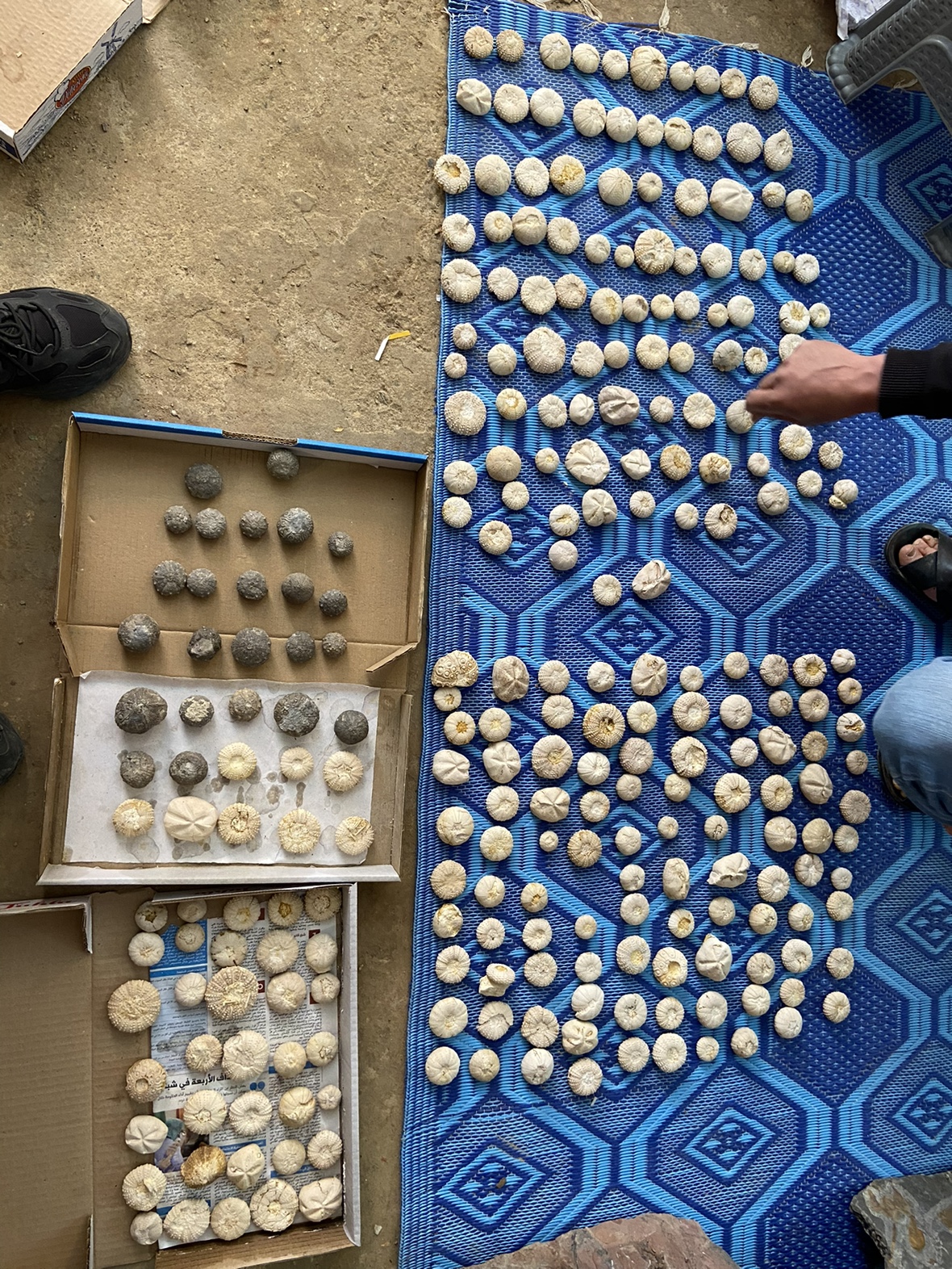 Moroccan sea urchin fossil specimens variety scarce teaching specimens home pendulum worth having-Taobao