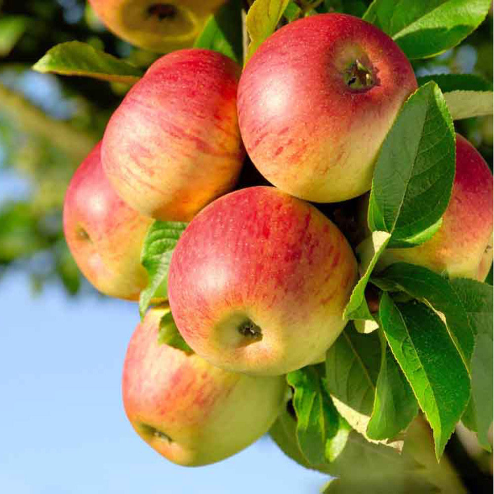 苹果（5两左右一个）