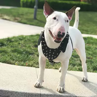 Cool rivets dog chest holding baby bag traction chest back Bull Terrier Stafford Bully French Doo Schnauzer Bellington Chest Back