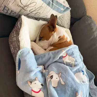 Pet cartoon flannel blanket Office air conditioning knee pad blanket Baby nap blanket Leisure blanket