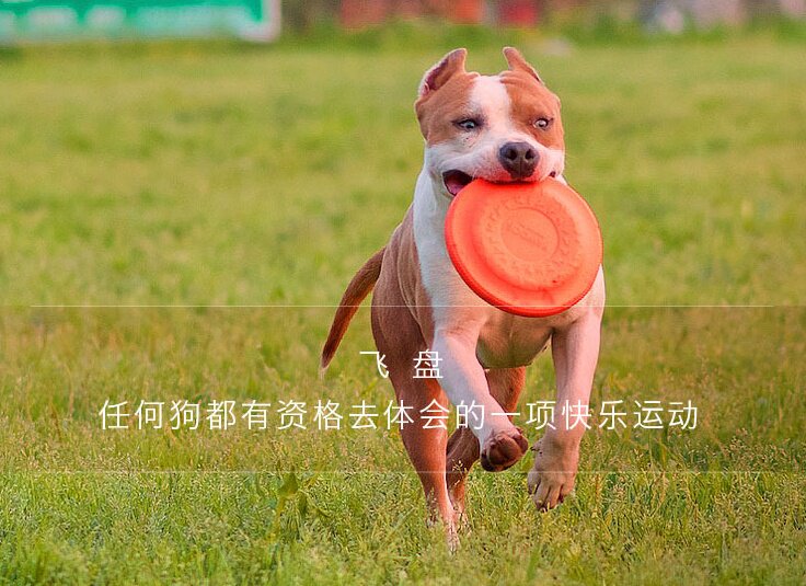 Cool extremely kyjen dog Frisbee pet training bite-resistant toy Golden Retriever husky outdoor training flying saucer