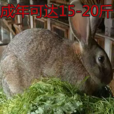 Rabbit living creature Belgian rabbit large New Zealand meat rabbit breed rabbit live moon rabbit seedling edible breeding