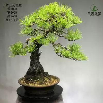 日本三河黑鬆原盆原土進口貨大阪鬆五針鬆品種鬆樹盆景盆栽綠植