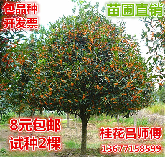 Strong-flavor osmanthus saplings, large golden osmanthus, red osmanthus, four-season osmanthus potted plants, courtyard outdoor green plants, red osmanthus trees, large trees