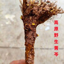 Gansu plateau wild skullcap whole root sent 500g