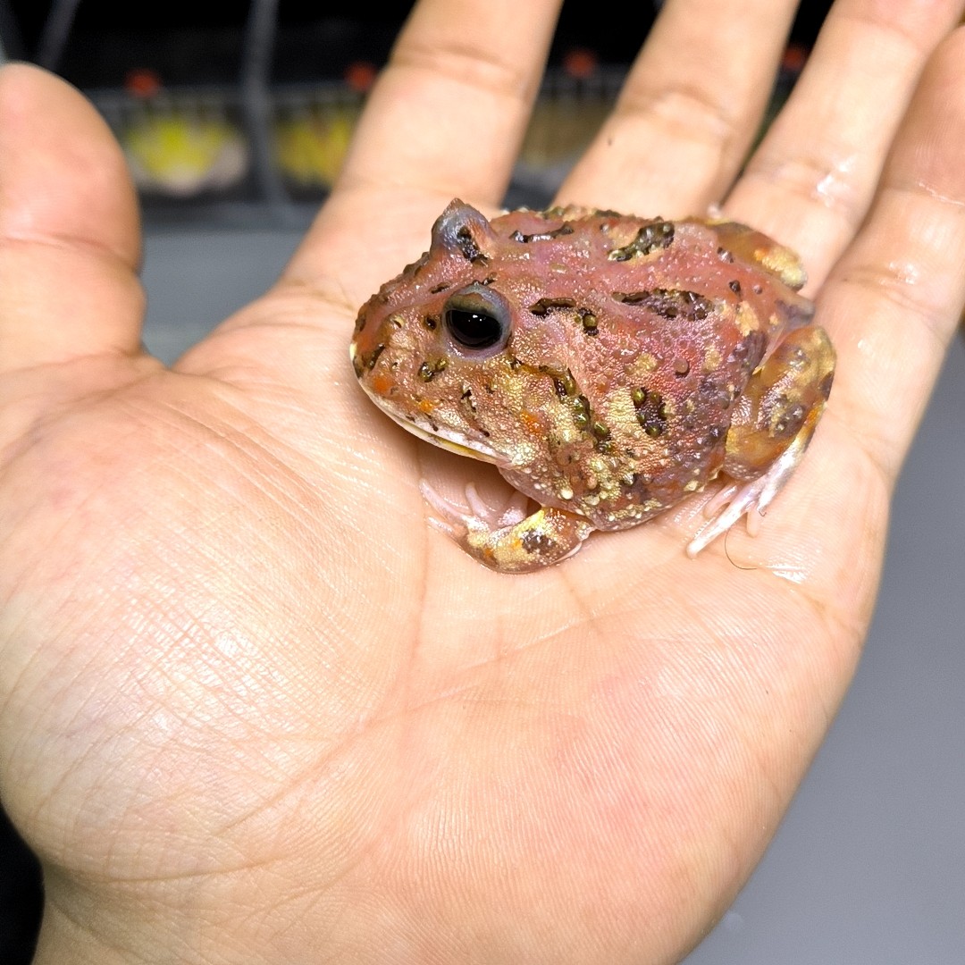 3-1到底是什么？全网疯传的“神秘数字”真相大揭秘！💥-特色爬宠-淘宝好物网