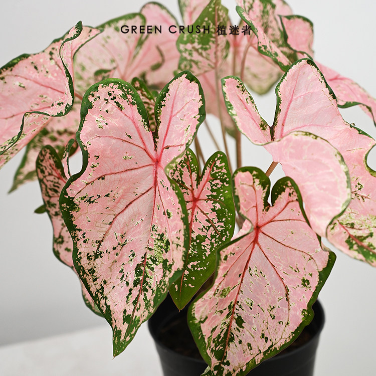 彩叶芋热带绿植泰国美人观叶网红植物室内盆栽绿植净化空气植迷者 Taobao