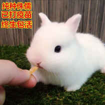 Pet rabbit living lop-eared rabbit purebred mini dwarf rabbit living Phoenix eye siche Rabbit Tea Cup rabbit not long