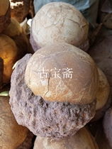 Teaching specimens like dinosaur eggs animal fossils