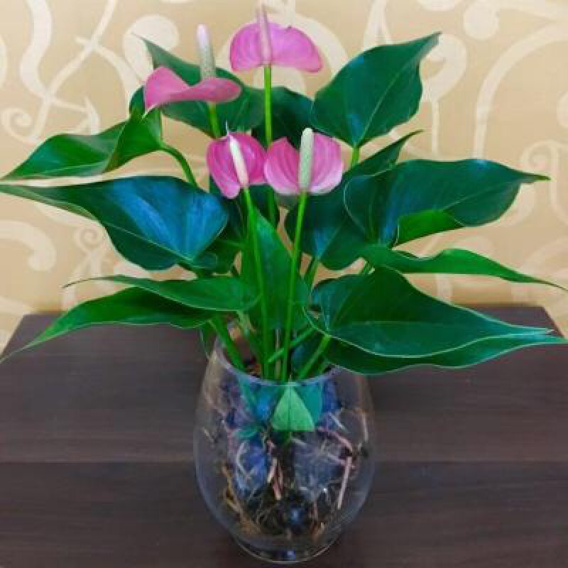 Hydroponic red palm true flower potted indoor aquatic flowers flower viewing plant leaf viewing large four seasons flowering living room.