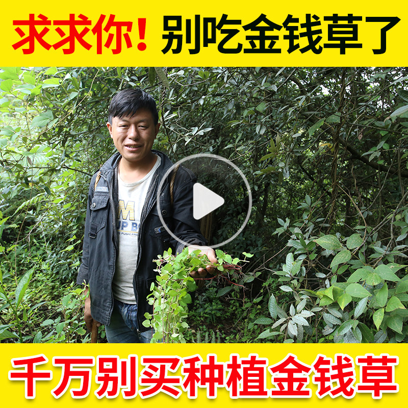 Golden Money Grass Dry Cargo Special Grade Chinese Herbal Medicine Can Hitch Inner Gold Corn to dissolve the stone bubble water 250g