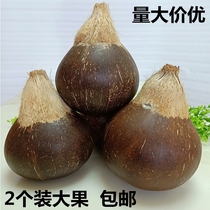 Hainan Coconut Old Coconut Palm (big fruit) Fresh polished coconut coconut Coconut Broccoli Soup Fruit 2 Dishes