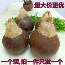 Hainan Polished Coconut Palm (Big Fruits) Fresh Old Coconut Coconut Coconut Coconut Milk Coconut Broth Soup