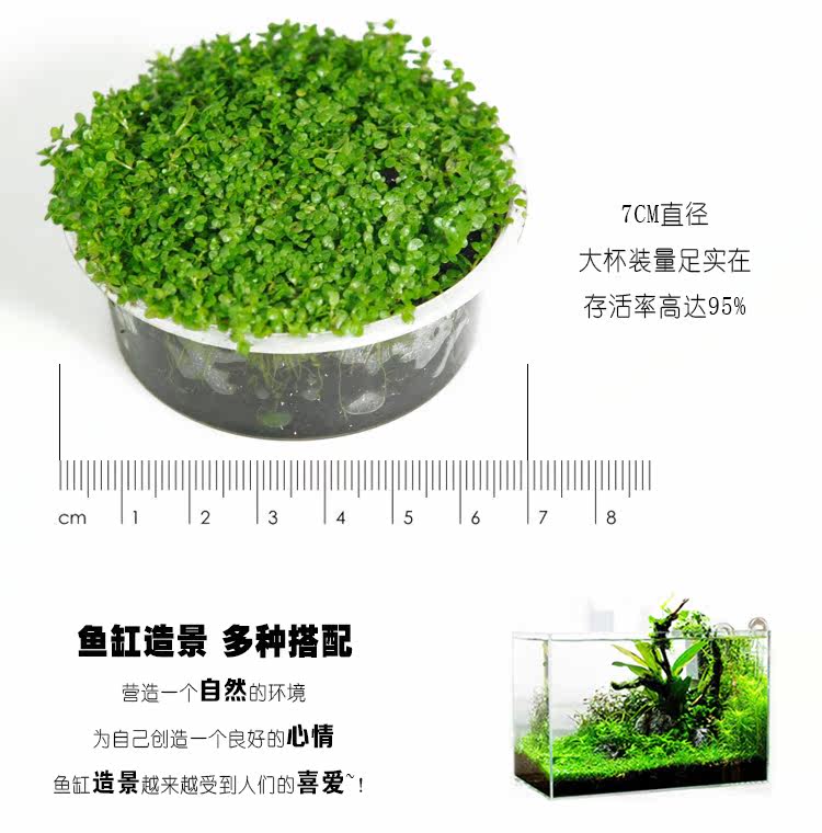 鱼缸水草水族箱造景水草前景草鱼缸活体真日本迷你矮珍珠陀草水草 狂欢特惠 水草 草鱼 水族箱 活体 日本途虎网