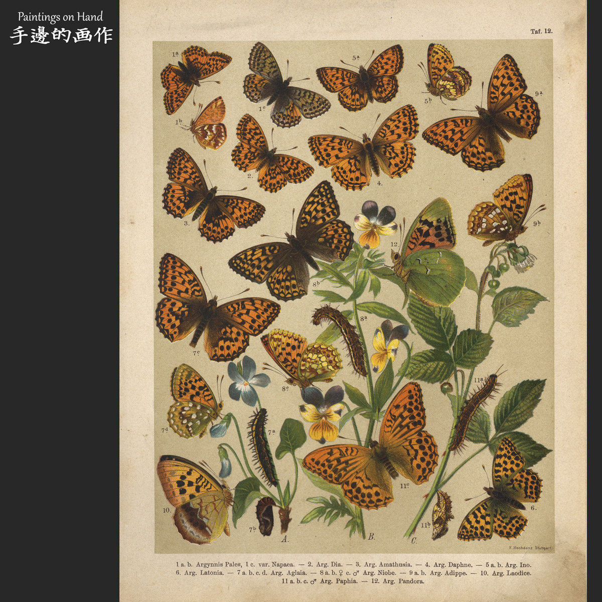 German Antiquity 1899 Antiquity lithograph prints Bothings encyclopedia Retro decoration Berger Butterfly Fig. 12-Taobao