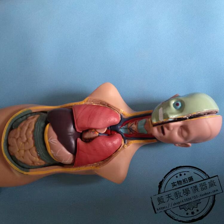 少年人體半身模型j 初高中學生物醫學生理衛生解剖 少年人體半身模型j 初高中學生物醫學生理衛生解剖