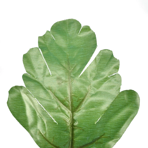 Активность-2 листовые листья зеленые чулки