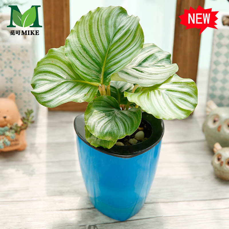 �ٿ���������