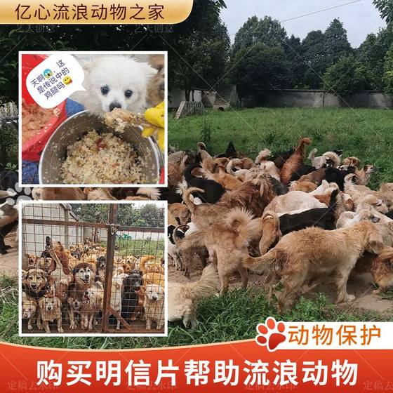 Buy postcards to help Kunming Yixin Home for Homeless Animals take care of 2,000 furry children