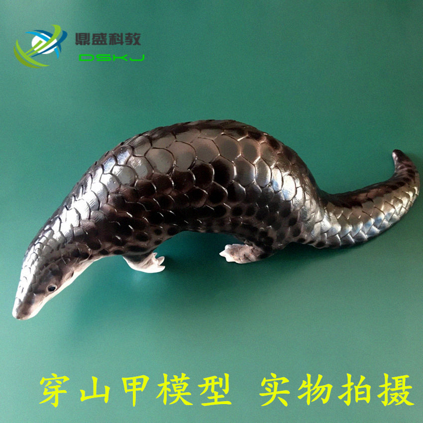 3235 仿真穿山甲模型 生物教学 科教仪器 初高中标本动物摆件展示