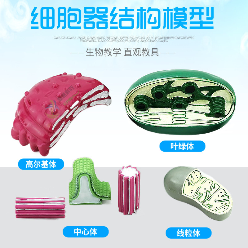 细胞器结构模型 J3224 初 高中生物实验仪器 教学仪器 实验器材