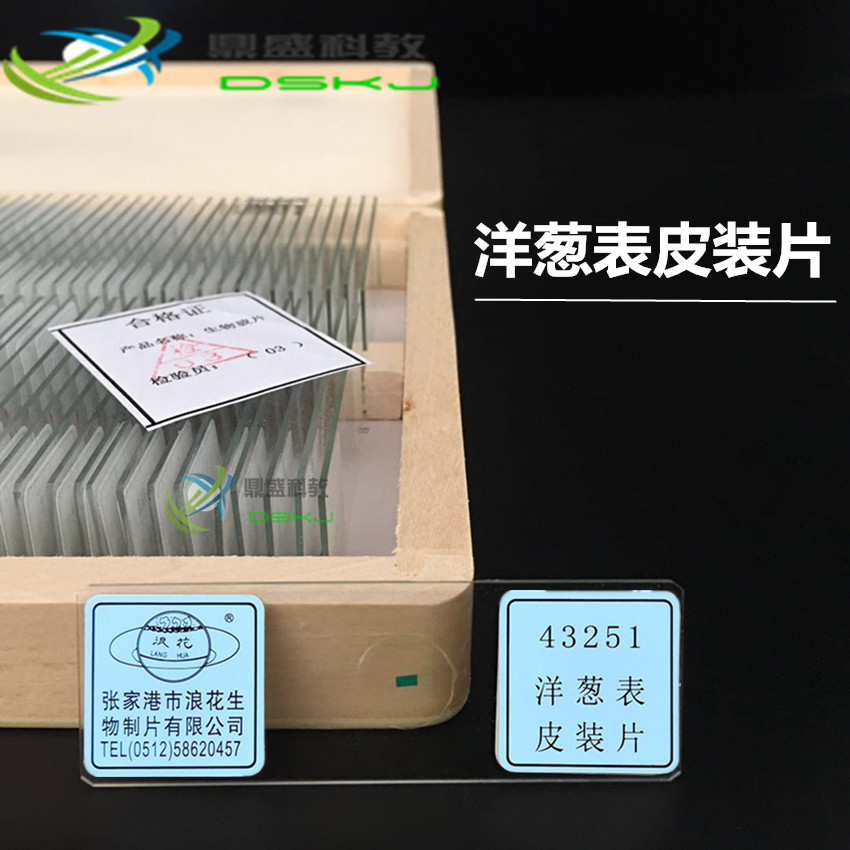 43251洋葱表皮装片 生物切片 涂片教学实验仪器器材 教学仪器
