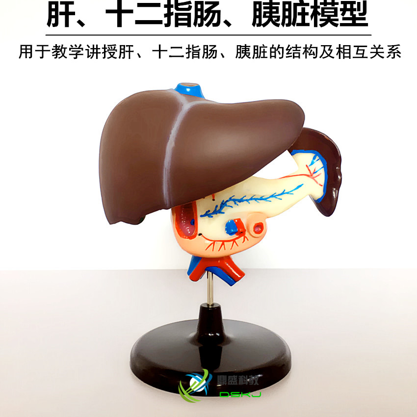 肝十二指肠胰脏模型J33216初中生物教学仪器医学教具人体内脏模型