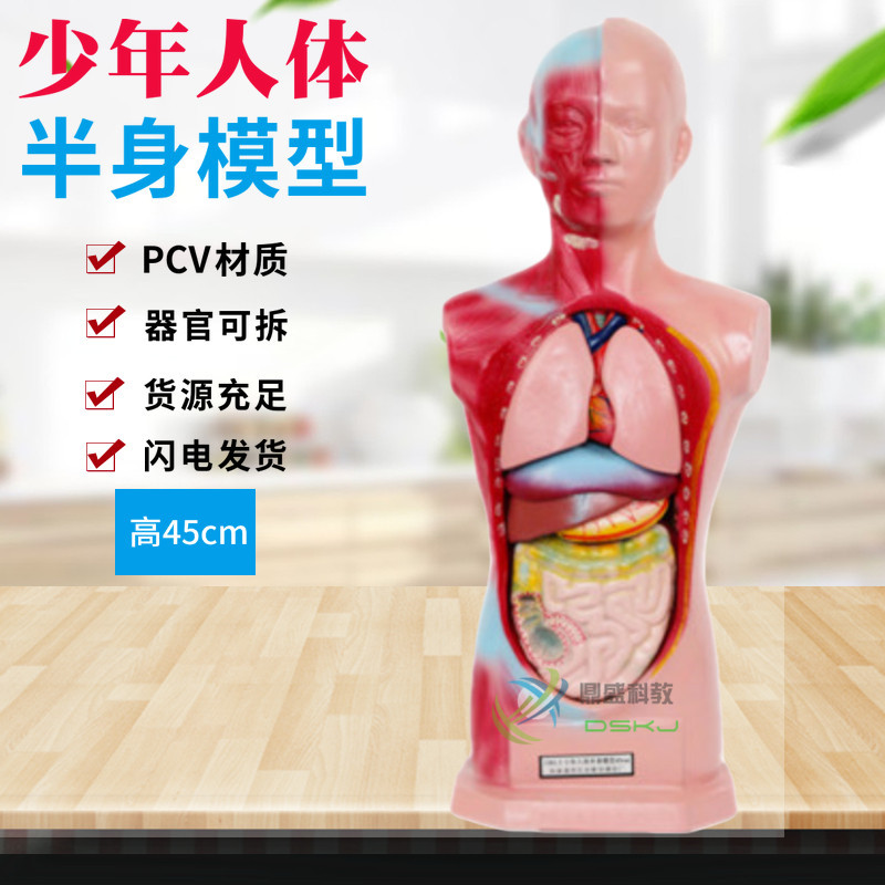 幼儿园科学区材料试验室用品人体器官认识人体半身模型 早教玩具