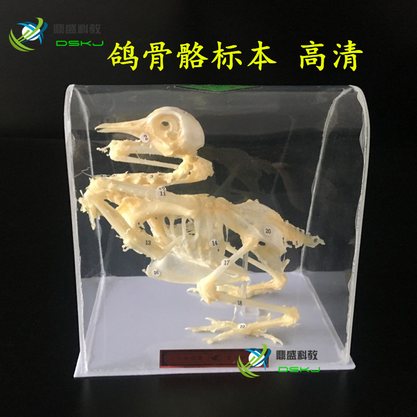 鸽骨骼标本 J43109 生物标本 生物鸽子骨架模型 教学仪器