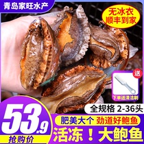 Deep-sea fresh abalone fresh quick-frozen shipped seafood water produced live frozen commercial small abalone waterlogged and plump