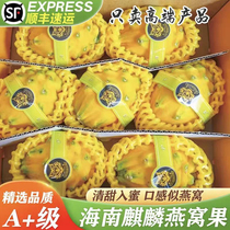Hainan Fresh Birds Nest Fruit Kirin Fruit Seasonal Tropical Fruit Boutique Gift Box Dragon Fruit Big Fruit SF