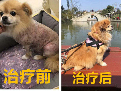 Teng Daniu pet fungus bacteria mites medicine cat and dog skin disease spray 90ML