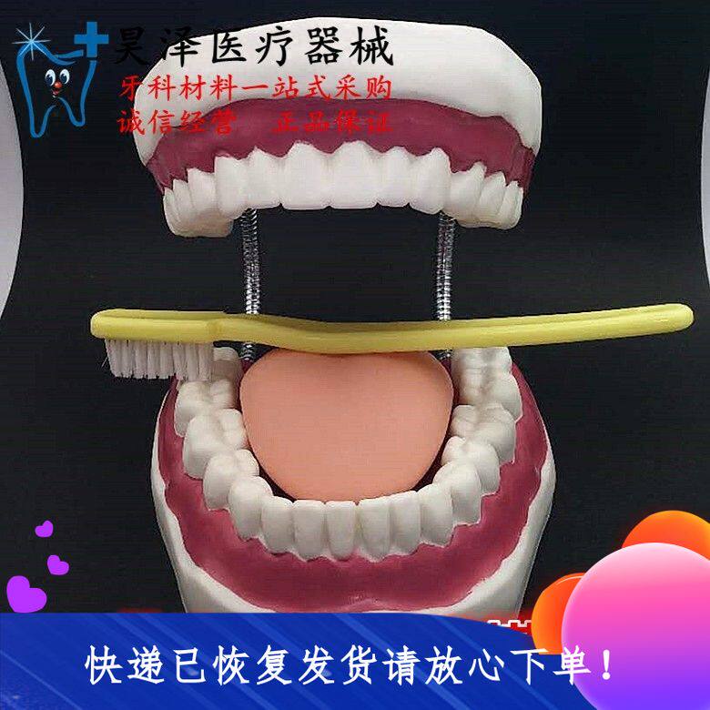 Dental clinic wiring model simulation 6 times model brush toothbrush teaches children to brush their teeth model