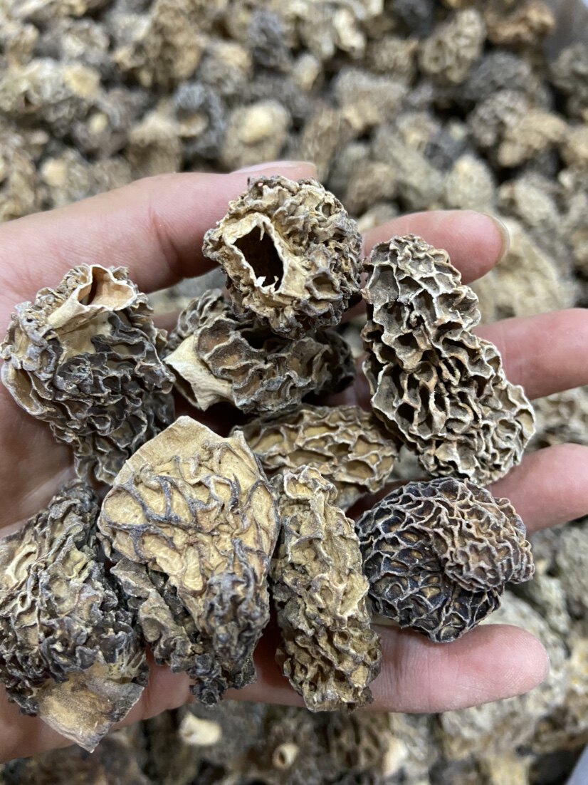 野生特产干货包邮羊肚菌剪100