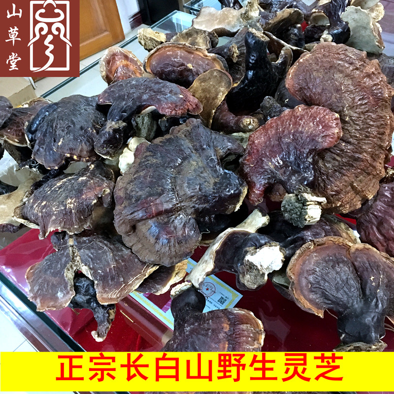 Changbai Mountain Wild Ganoderma