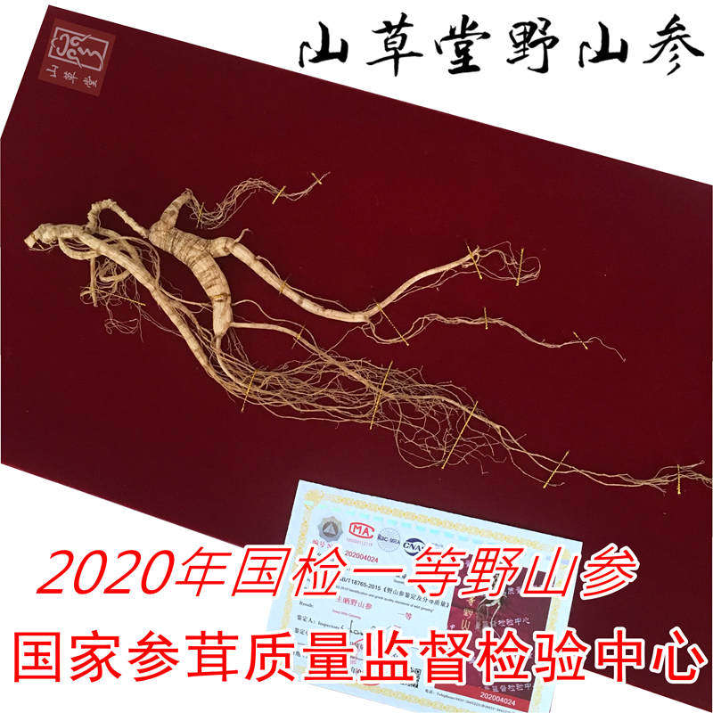 National inspection of First Class Wild Mountain Ginseng Northeast Changbai Mountain Mountain Ginseng Inspection Wild Mountain Ginseng