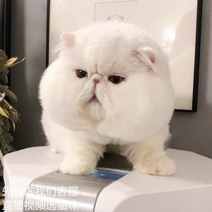 大脸加菲猫幼崽纯种活体宠物猫活物猫咪小猫英短幼猫曼基康矮脚猫