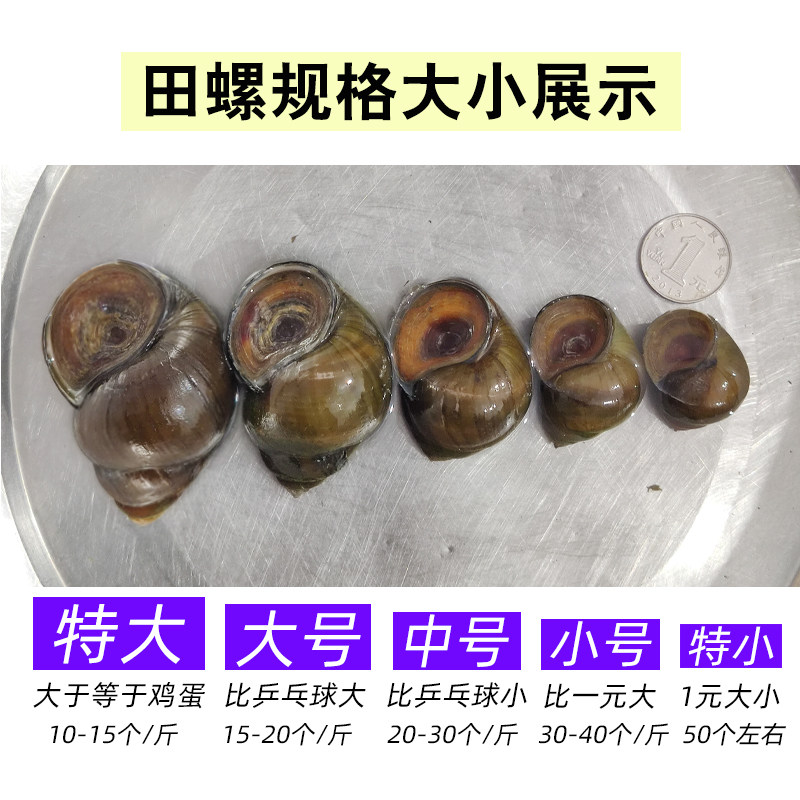中华圆田螺鲜活大号野生苗种:🌊自然界的美味小精灵,让你大呼过瘾! -螺-淘宝好物网