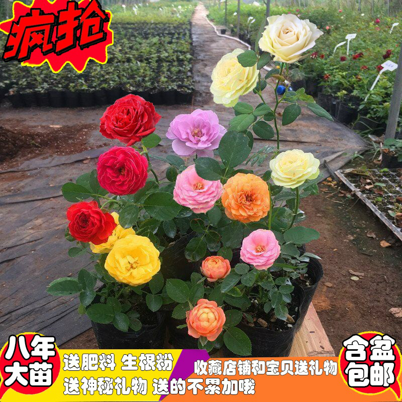 玫瑰花苗四季开花大花绿植物花卉盆栽室内外阳