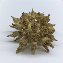 Dashima Sea Urchin 6-7 cm natural original ecological sea urchin specimen collection decorative home accessories ornaments