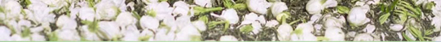 【中國直郵】 一杯香 2025新茶茉莉花茶橫縣花草茶葉特級自己喝濃香 250g*2罐