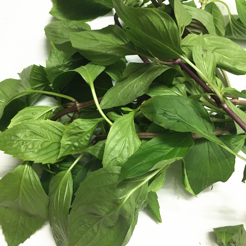 Thailand dining room fresh jin bu huan 500g Basil winter Yin soup fried sixty spices jin bu huan san bei ji